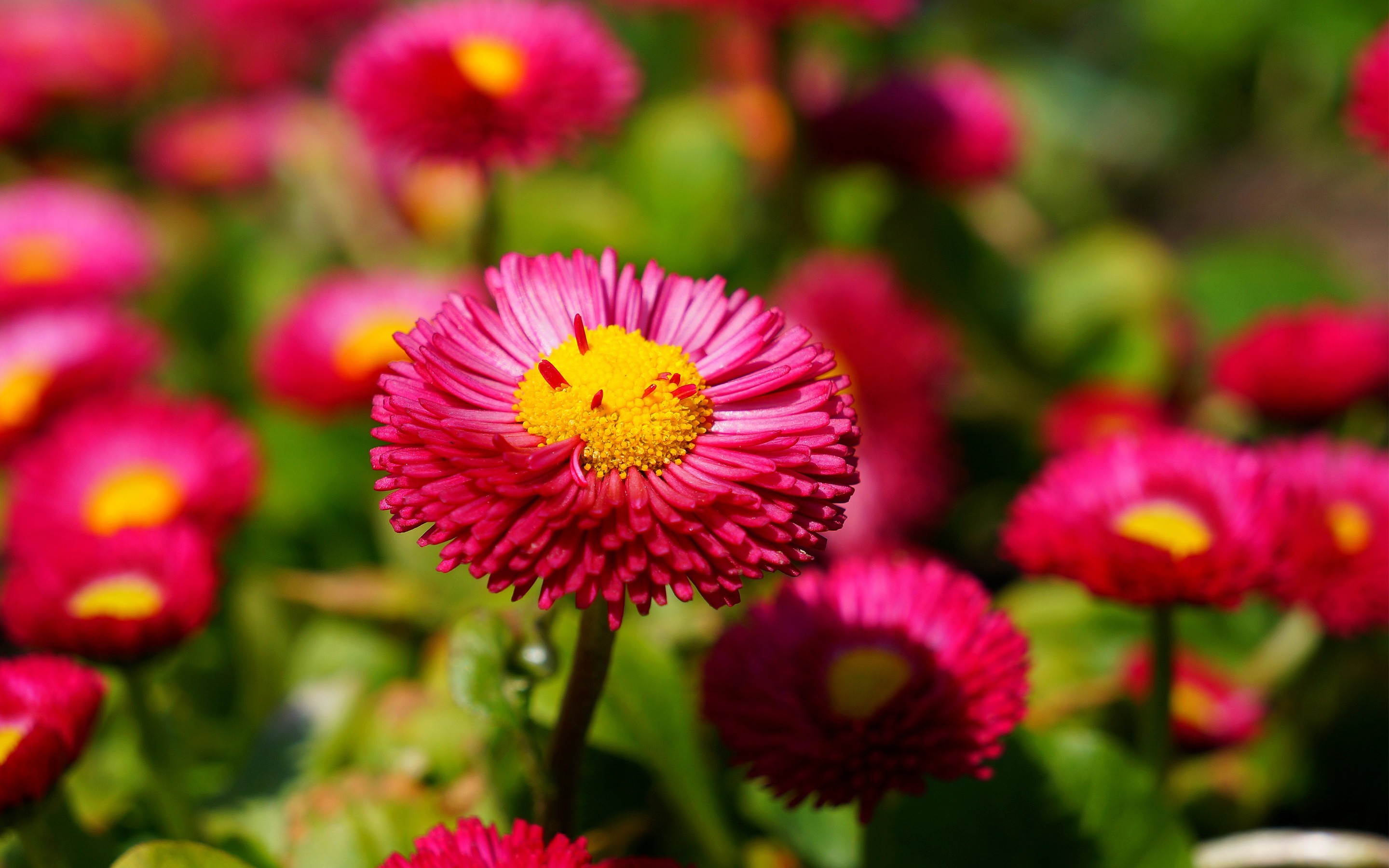 Pink Daisies Flowers Background   New HD Wallpapers