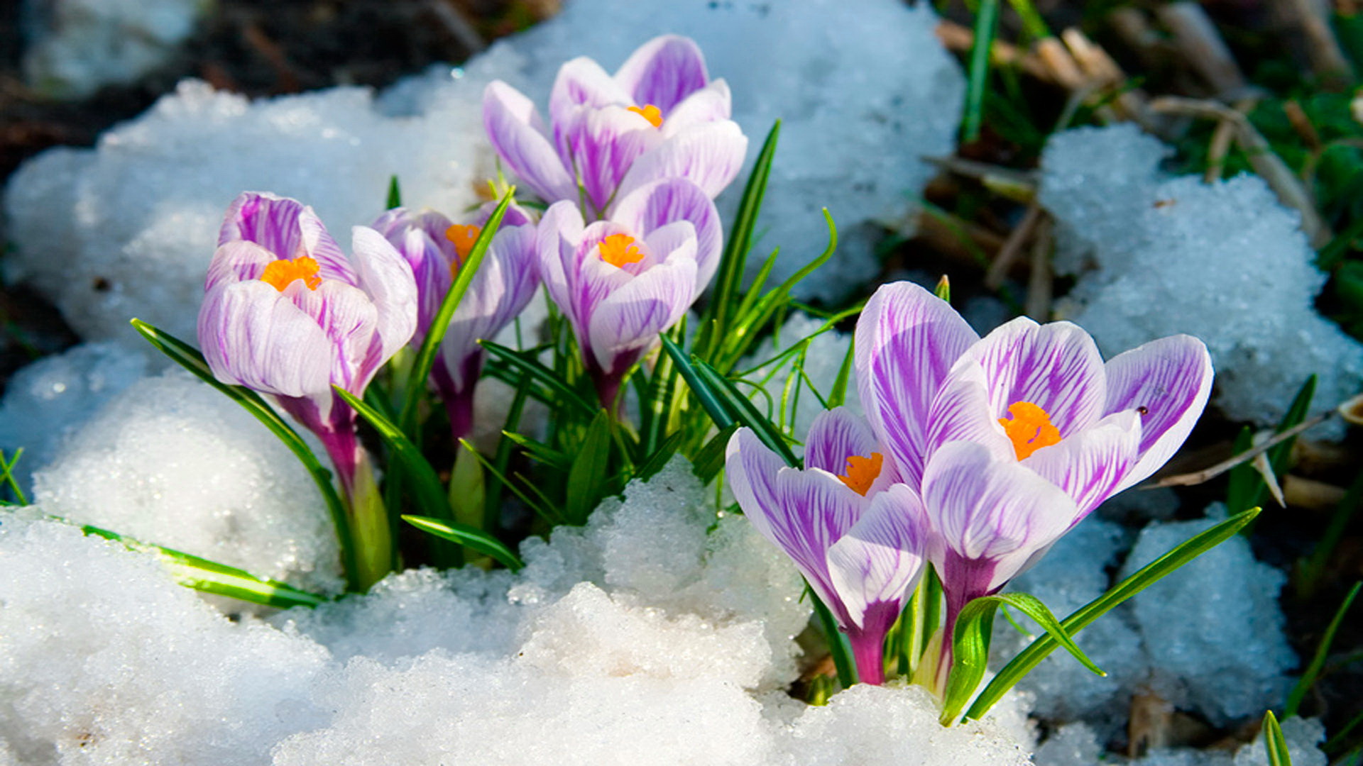 Early Spring Flowers Wallpaper