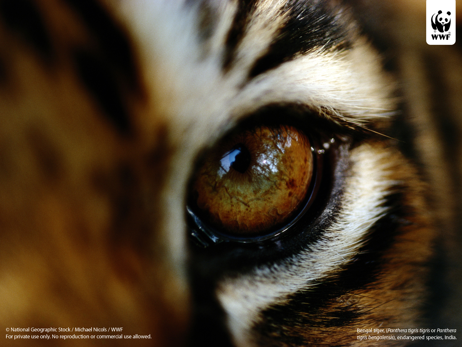 Tiger Wallpaper National Geographic Stock Michael Nicols Wwf