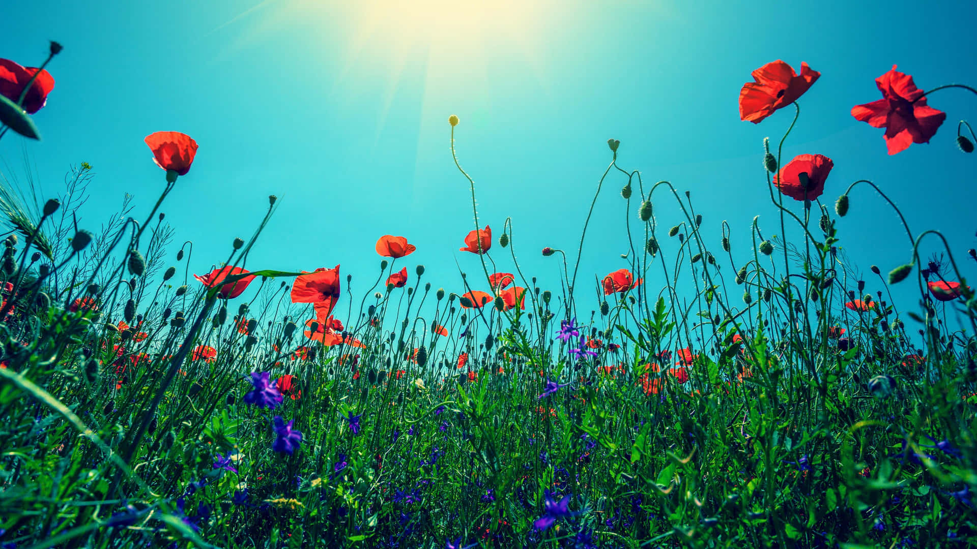 Wildflowers 1y6pw03daz3p0enh Wallpaper