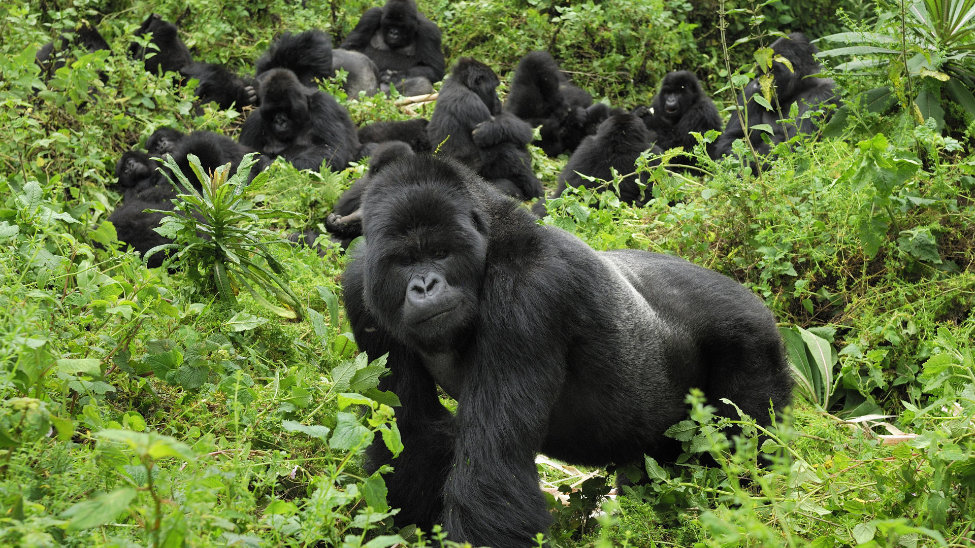 Wallpaper Gorilla Rwanda Mountain Gorillas Volcanoes National Park