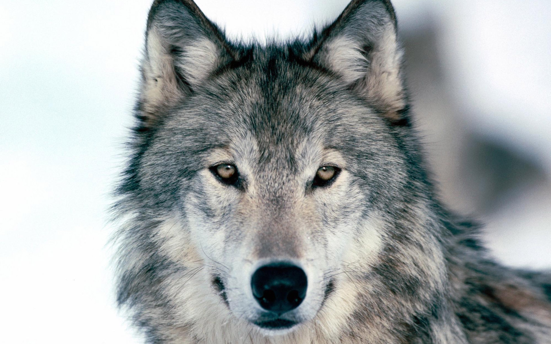 wolf wallpaper you are viewing the other wallpaper named wolf it has