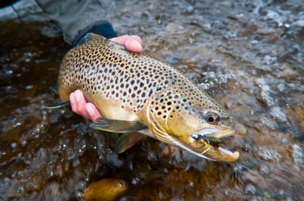 Pictures Of Trout Species Brown