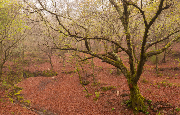 Wallpaper Spring Forest Fog Nature