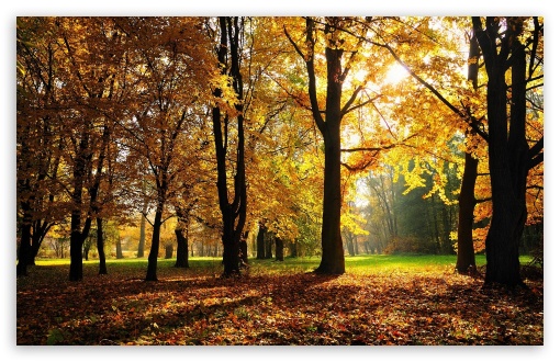 Beautiful Fall Trees HD Desktop Wallpaper High Definition