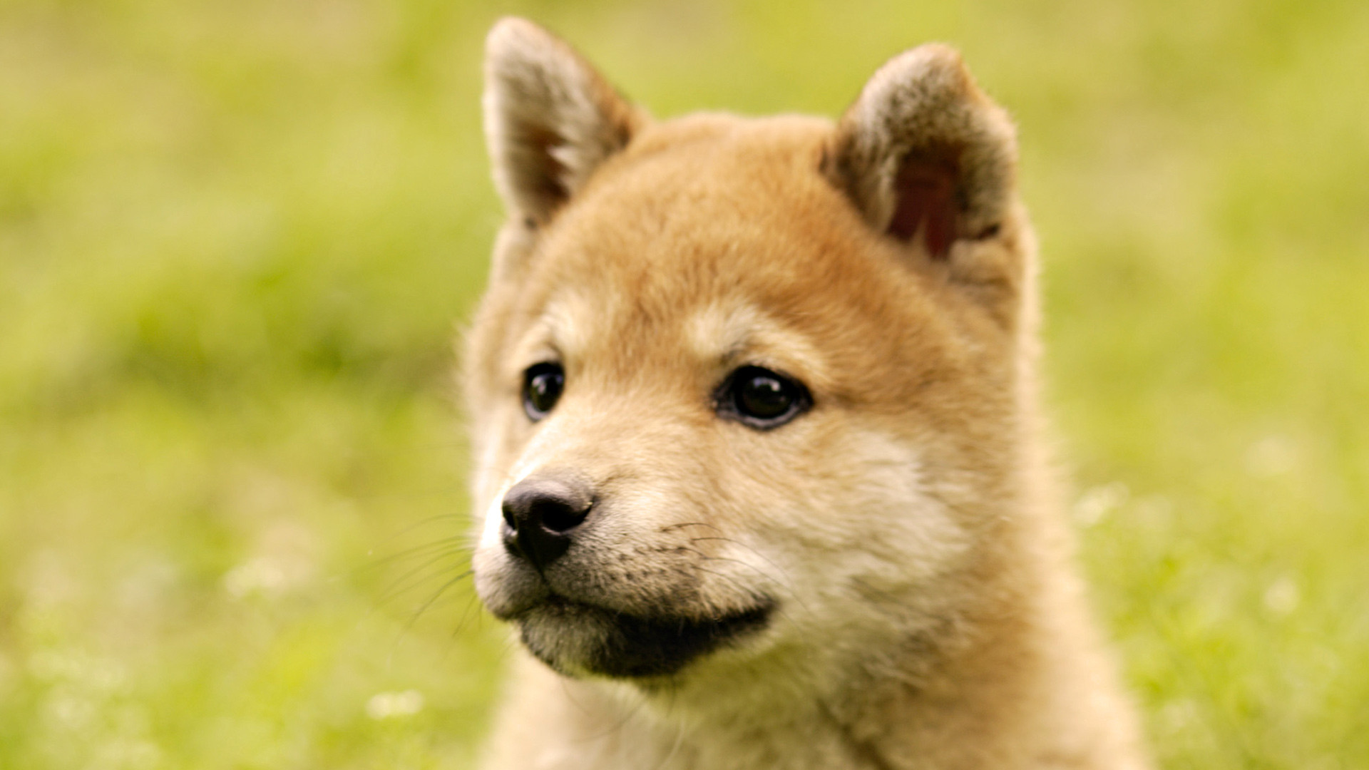 Featured image of post Shiba Inu Wallpaper Iphone / Browse our selection of shiba inu wallpaper and find the perfect design for you—created by our community of independent artists.
