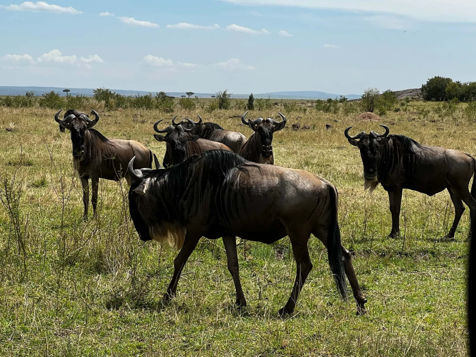 A herd of wildebeest grazes in the African savanna, their dark coats contrasting against the green grass. The vast expanse of the savanna stretches out behind them under a clear blue sky