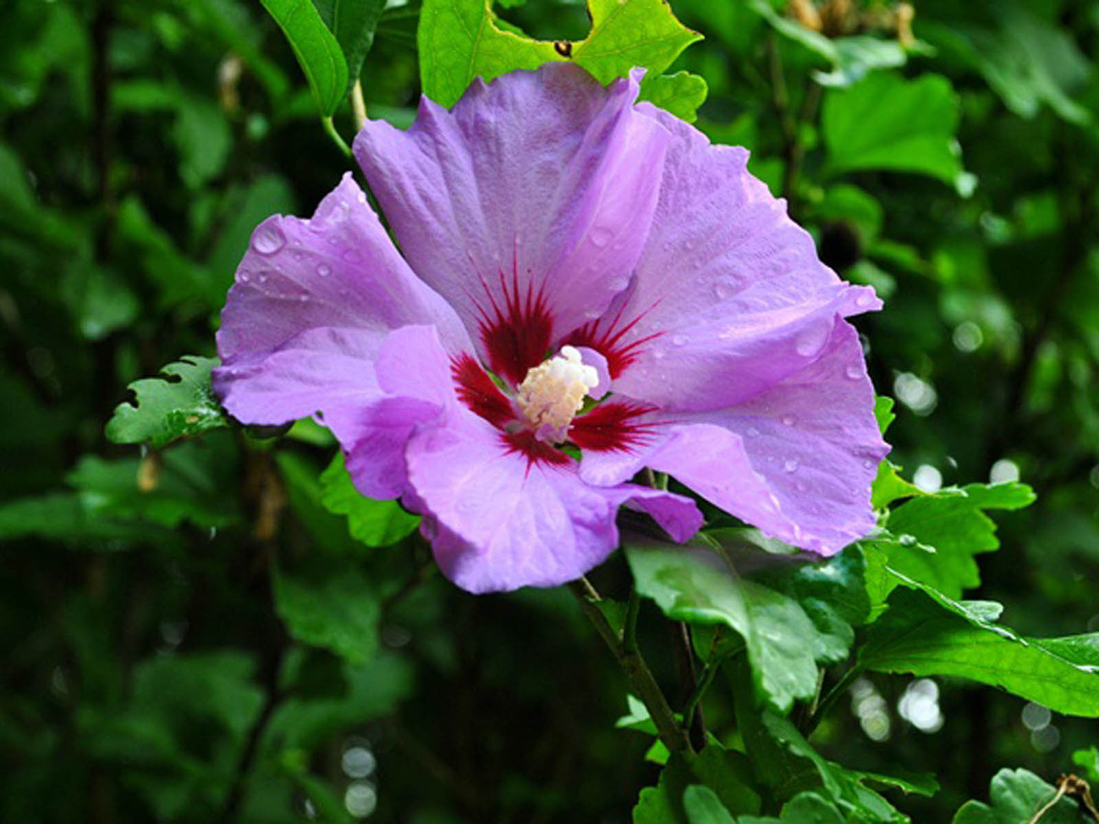 Purple Hibiscus Flower Wallpaper