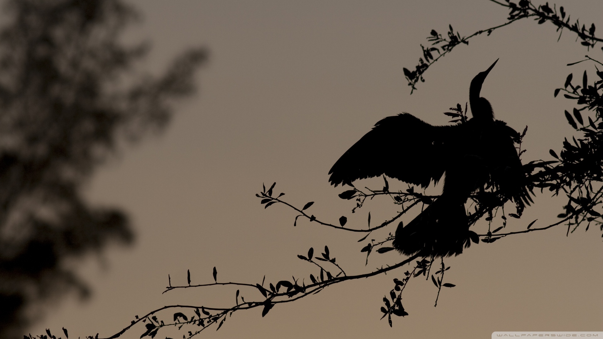 Bird On Branch Silhouette wallpaper   838596