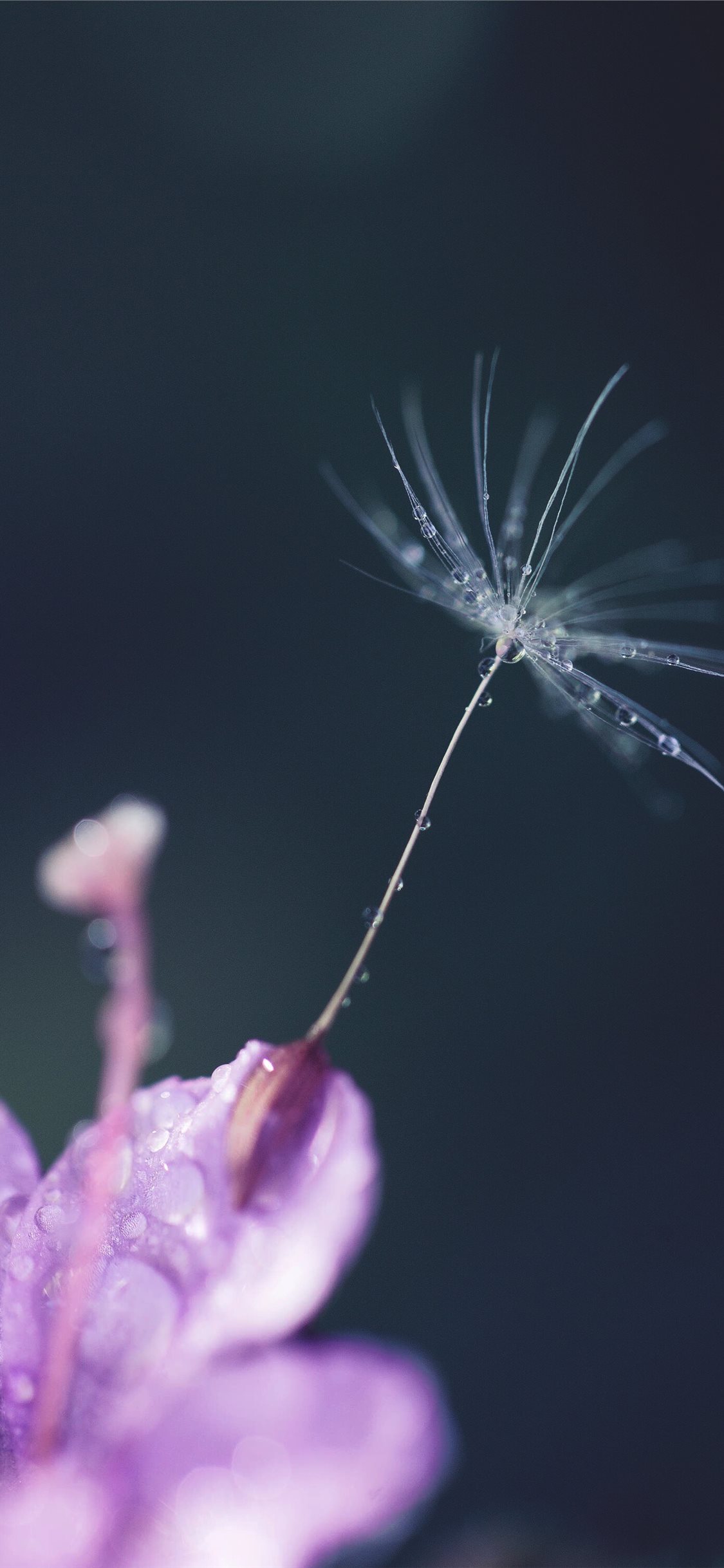 Plant Seedlings iPhone X Wallpaper