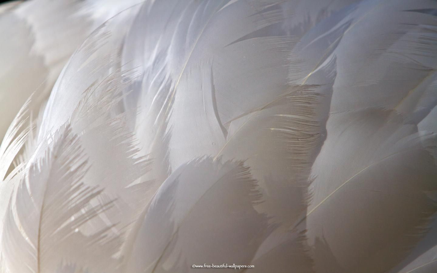 White Feathers L Amour Lit Feather Wallpaper