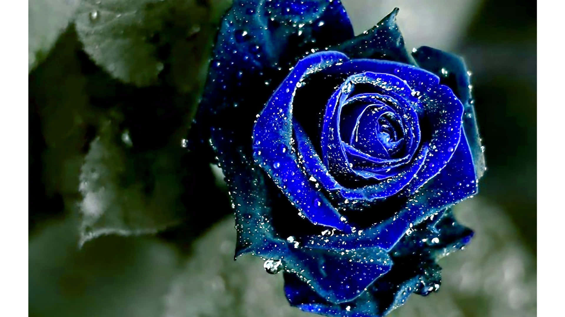 Dark Blue Rose Abstract Wallpaper