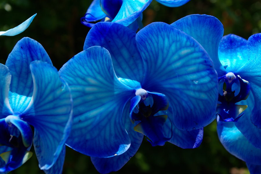 Blue Orchids Wallpaper Image Search Results