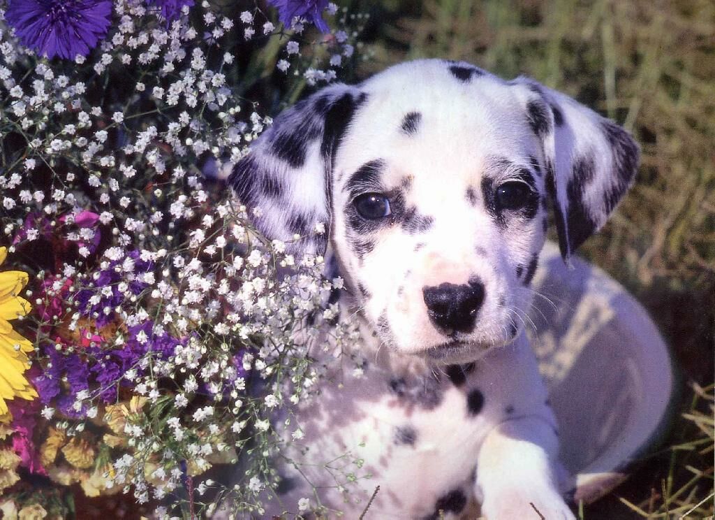 Dalmatian Puppy With Flowers Animals Wallpaper Image Dogs