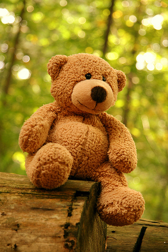 Fuzzy Teddy Bear Pictures