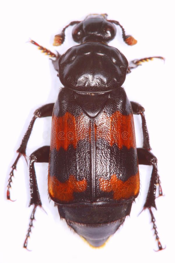 Burying Beetle Necrophorus Investigator Isolated