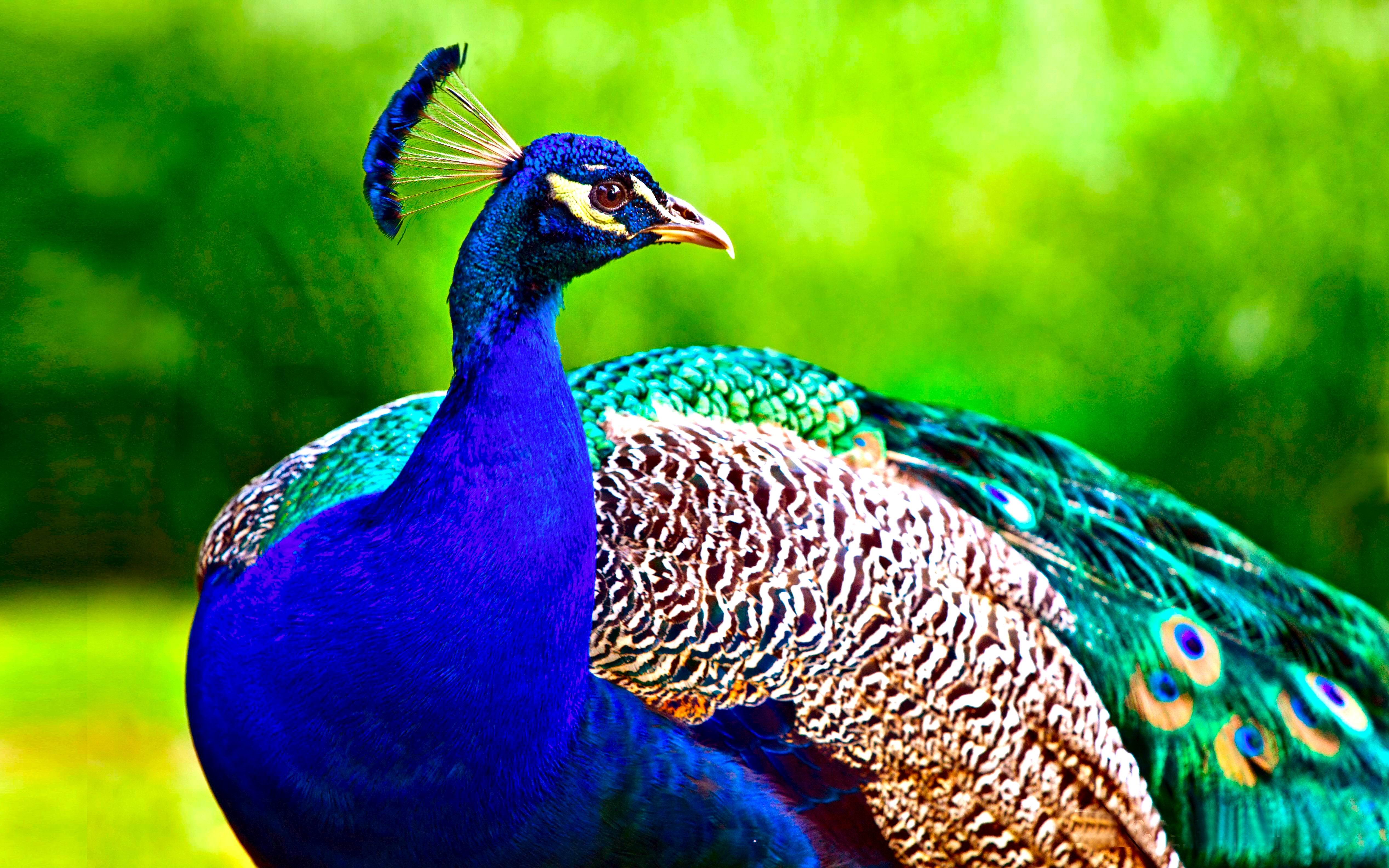 Desktop Peacock HD Photo Wallpaper Pics