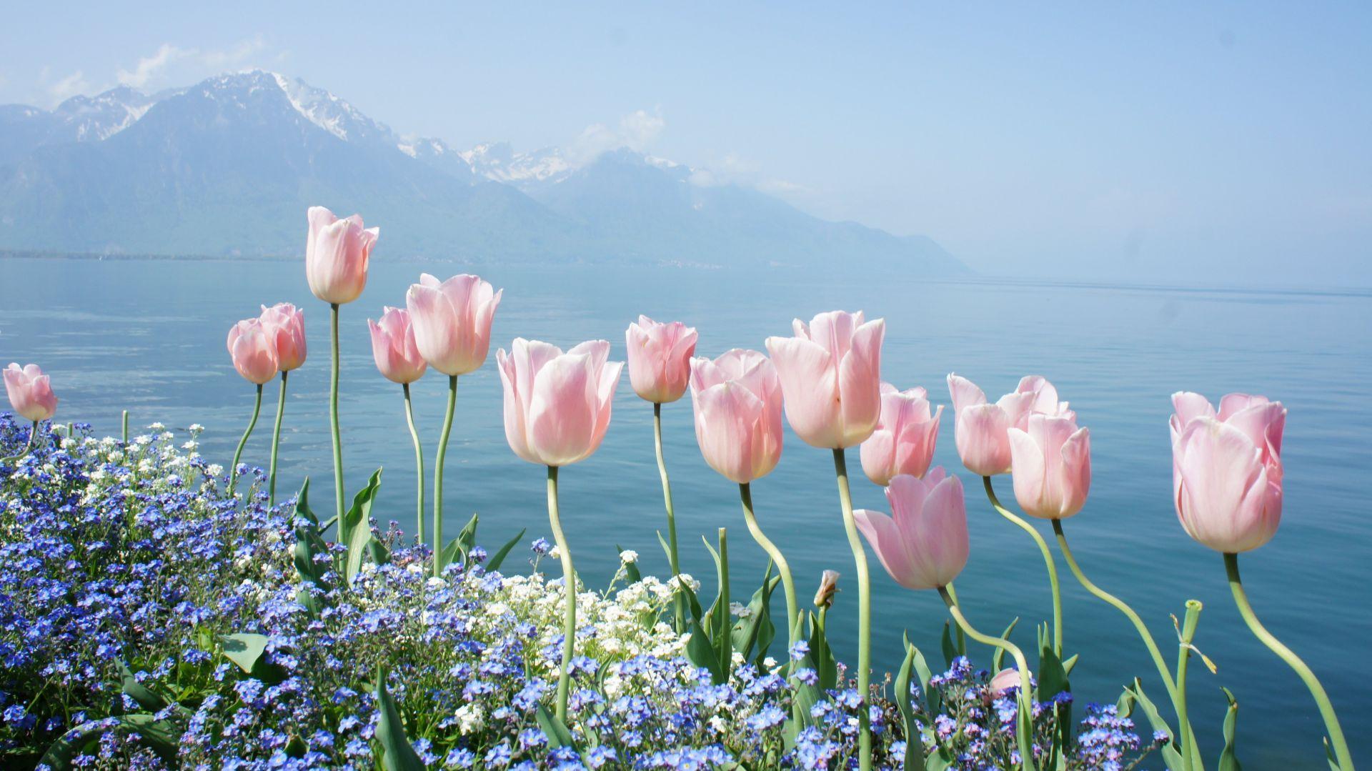 WallpapersHome on X Spring flowers Nature Wallpapers 5k 8k