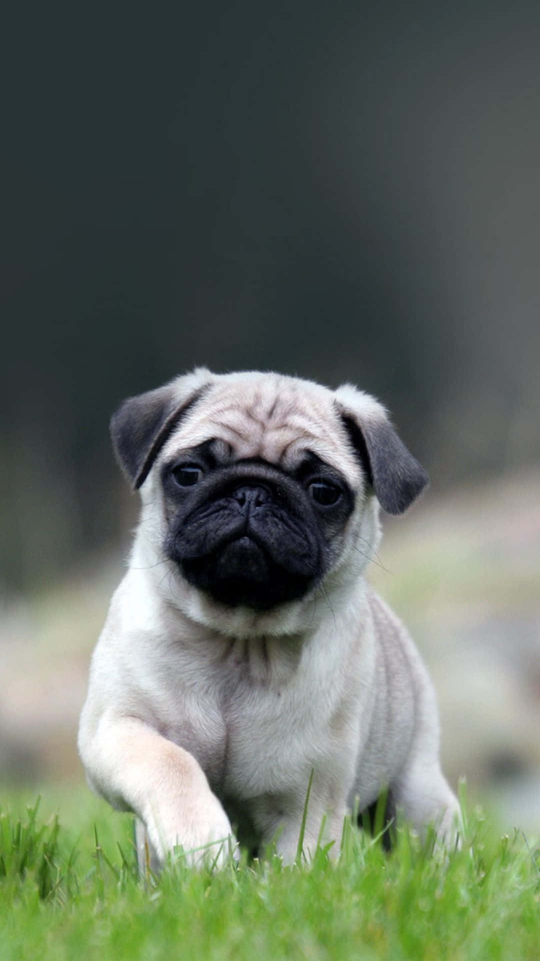 Dog iPhone Wallpaper
