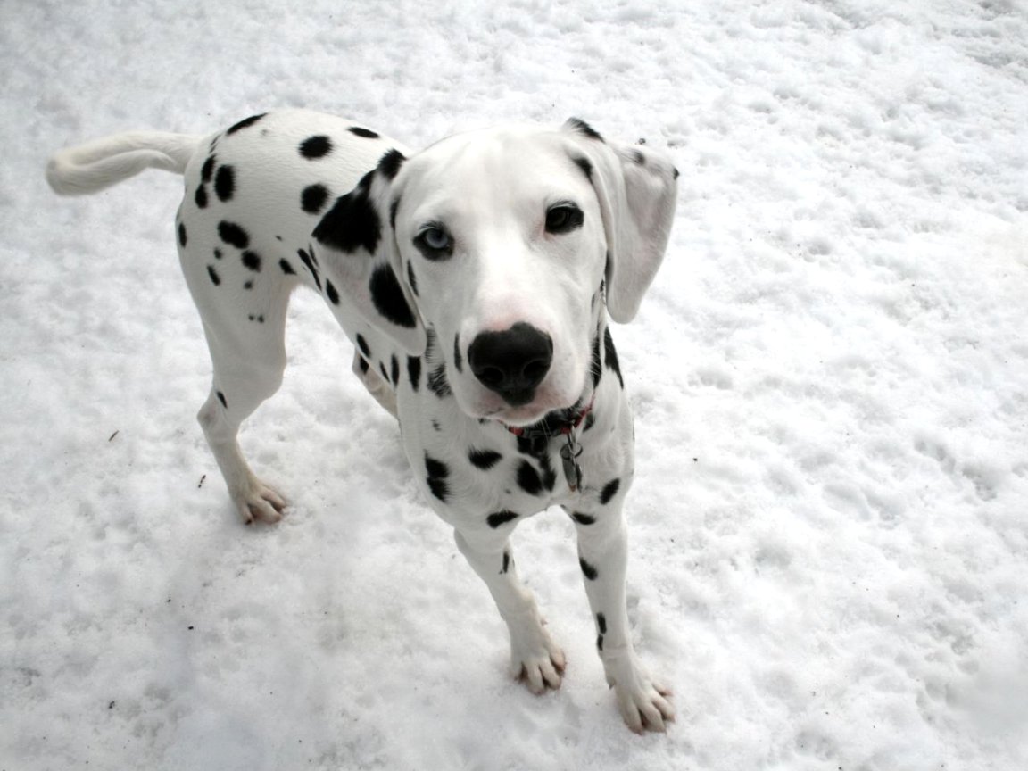 Cute Puppy Dalmatian Photo On This Dogs Wallpaper Background Website