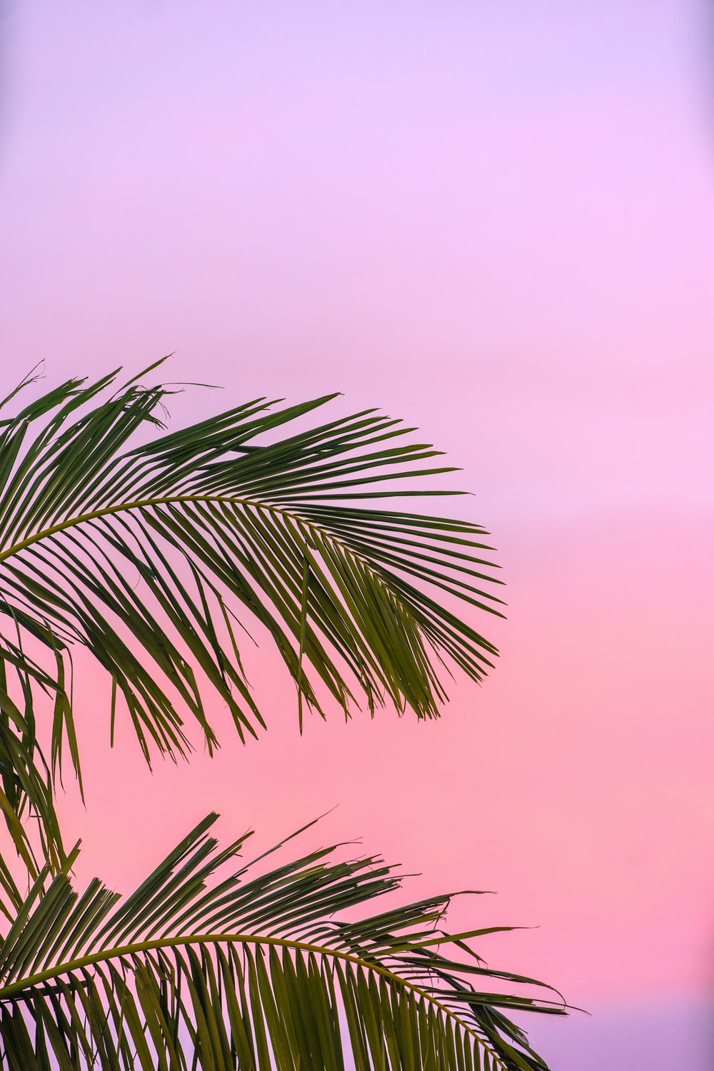 4k Summer Wallpaper