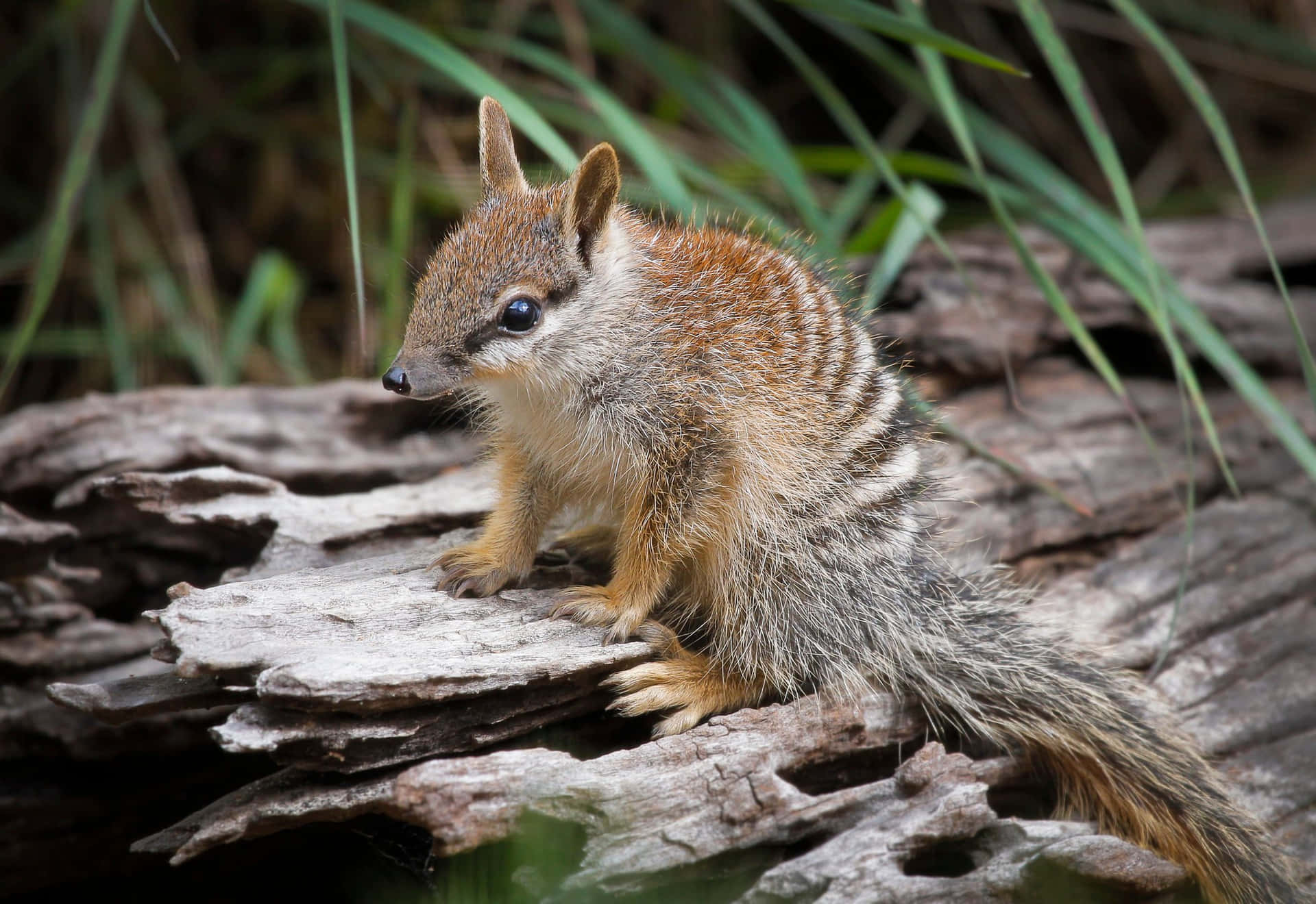 A young numbat with distinctive stripes sits perched on a weathered log, its delicate features and alert expression capturing the essence of this endangered Australian marsupial