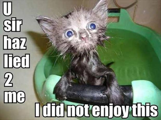 Funny Animals With Captions HD Wallpaper