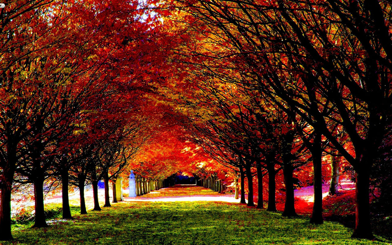 Late Autumn Season Woods HD Photography Wallpaper