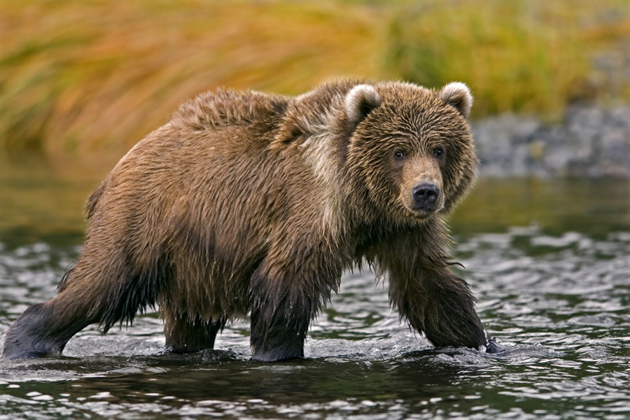 Kodiak Bears Answers