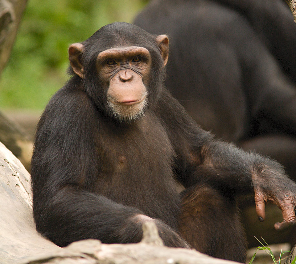 Chimpanzees Wallpaper Fun Animals Wiki Videos Pictures Stories