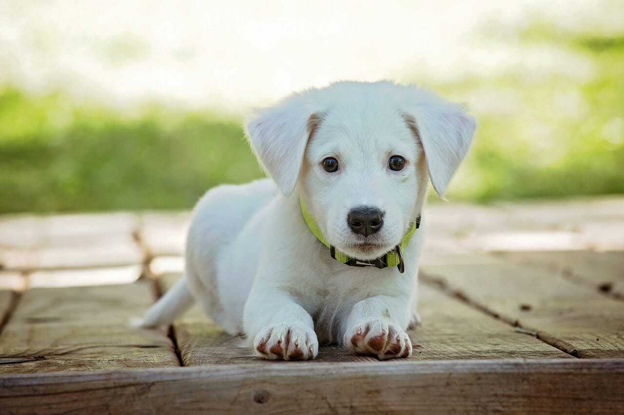 The Journey Of A Puppy Wallpaper