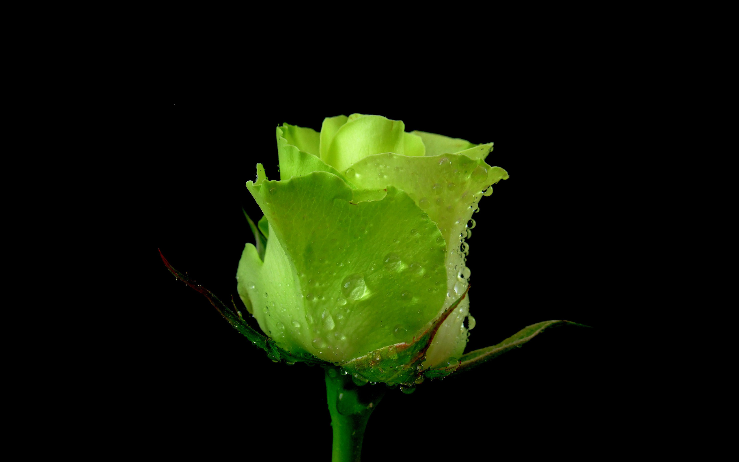 Green Rose Wallpaper Picture