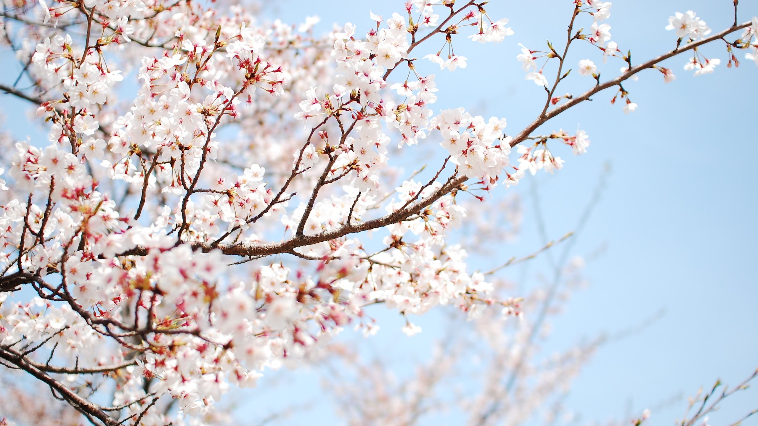 Wallpapers Of The Day Cherry Blossom 2560x1440 Cherry