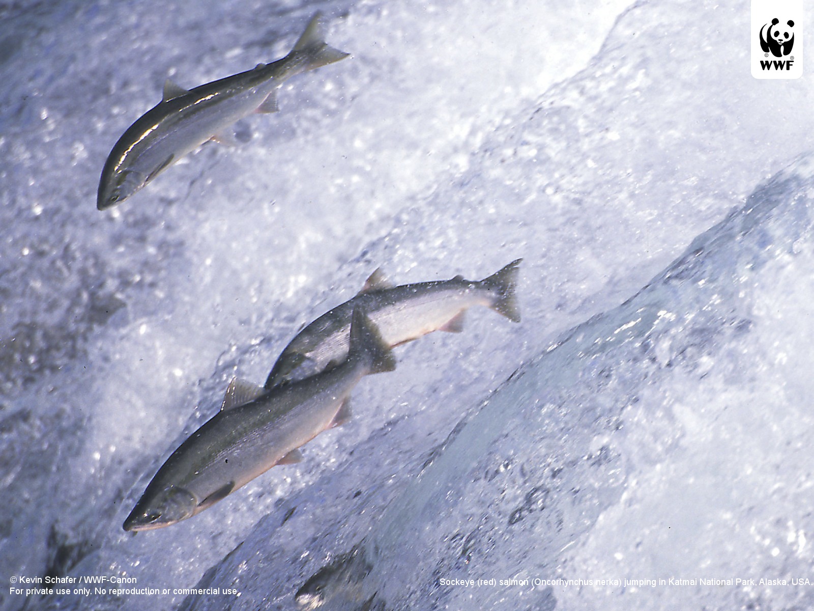 Salmon Migration Wwf European