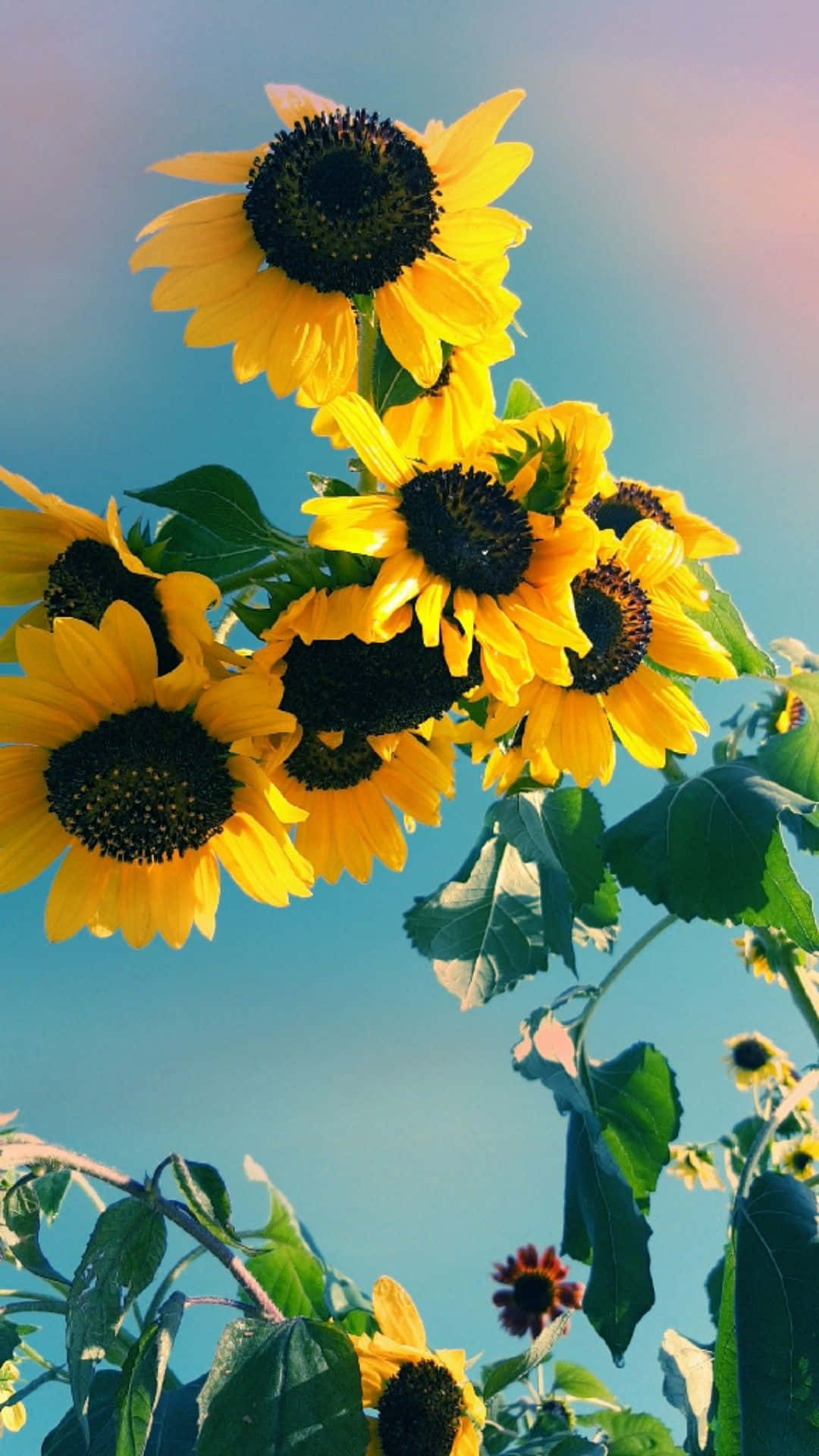 Sunflower Aesthetic iPhone Wallpaper