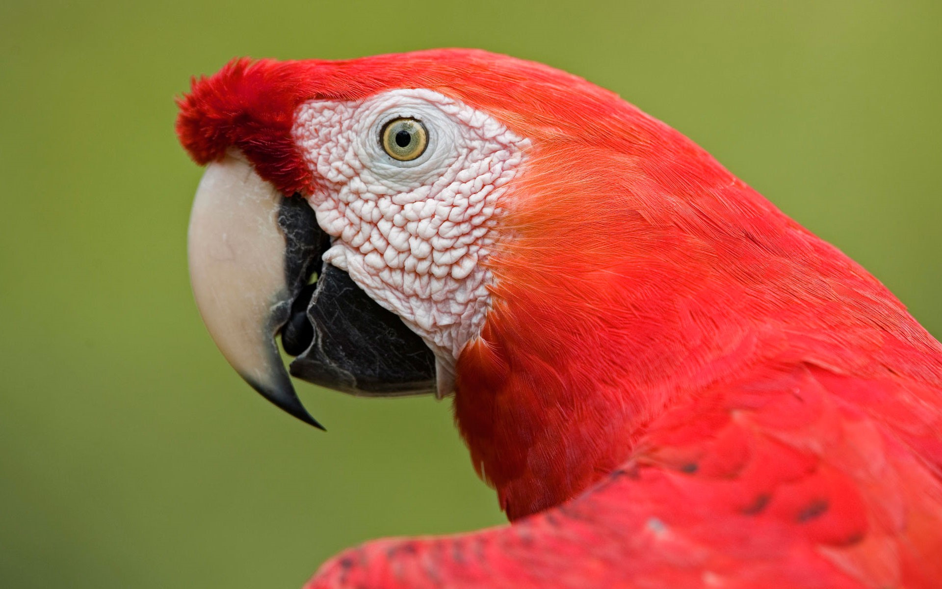 Scarlet Macaw Big Red American Parrot Wallpaper HD Wallpapers