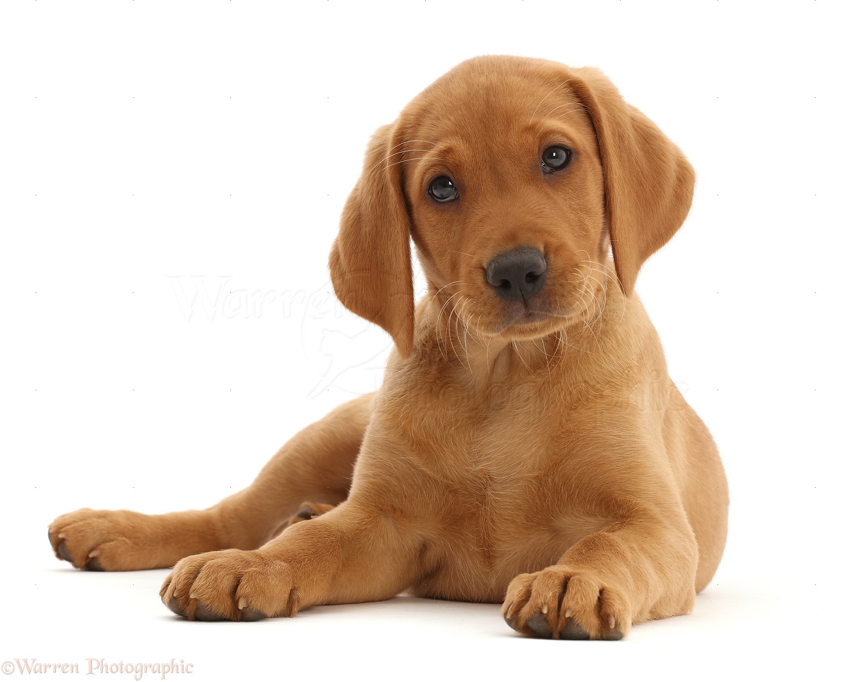Brown Retriever Puppy Wallpaper