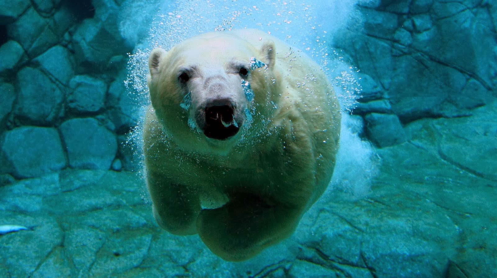 Polar Bear Swimming Underwater Wallpaper