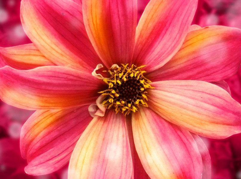 Beautiful Flowers Wallpaper Find Photos