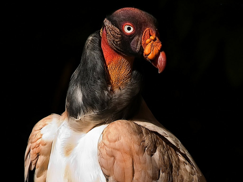 Scavenger Turkey Vulture Wallpaper