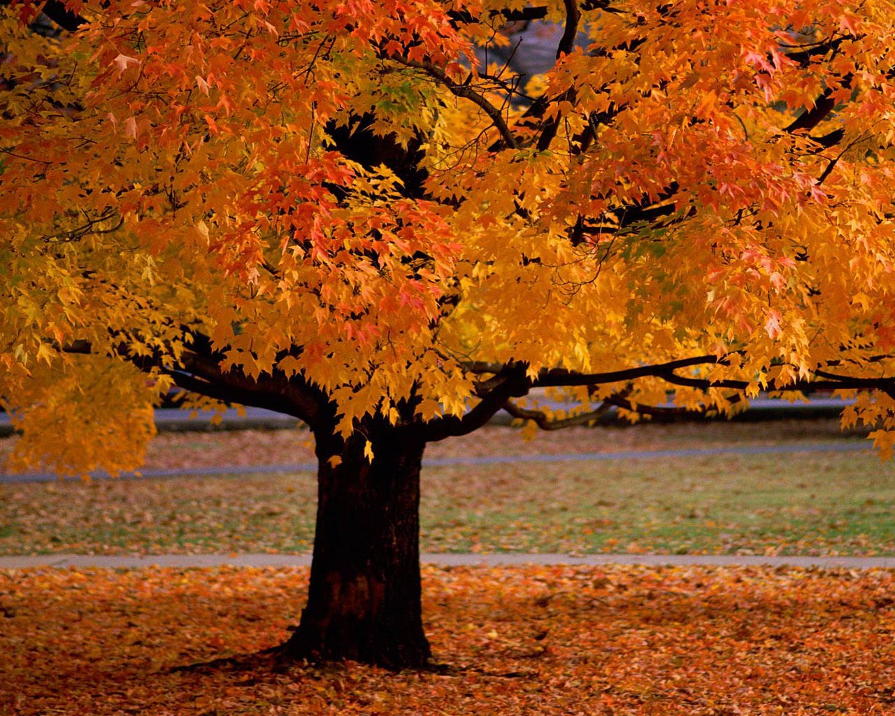 Autumn Trees Desktop Wallpaper Here You Can See