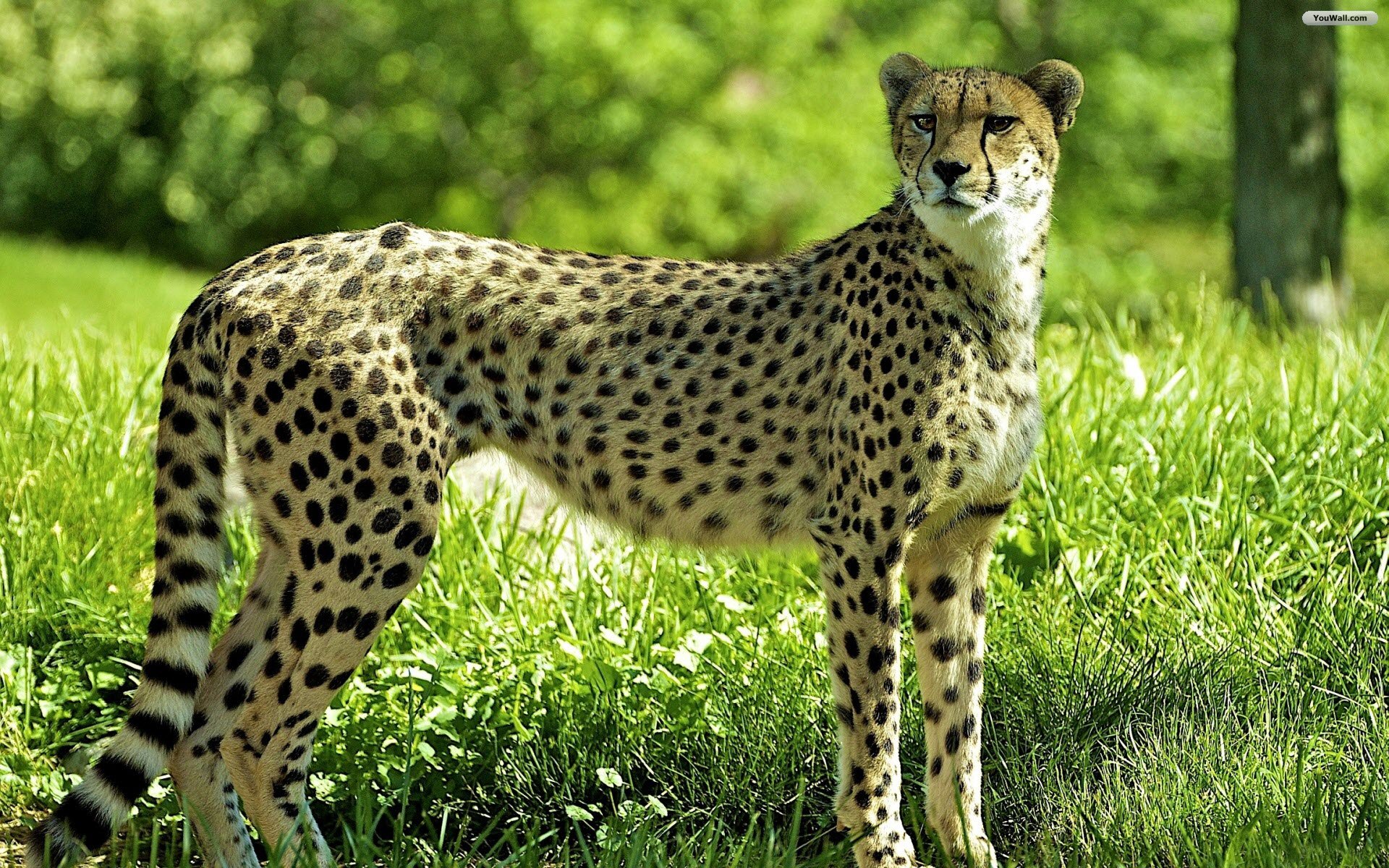 Description Download Cheetah Wallpaper is a hi res Wallpaper for pc