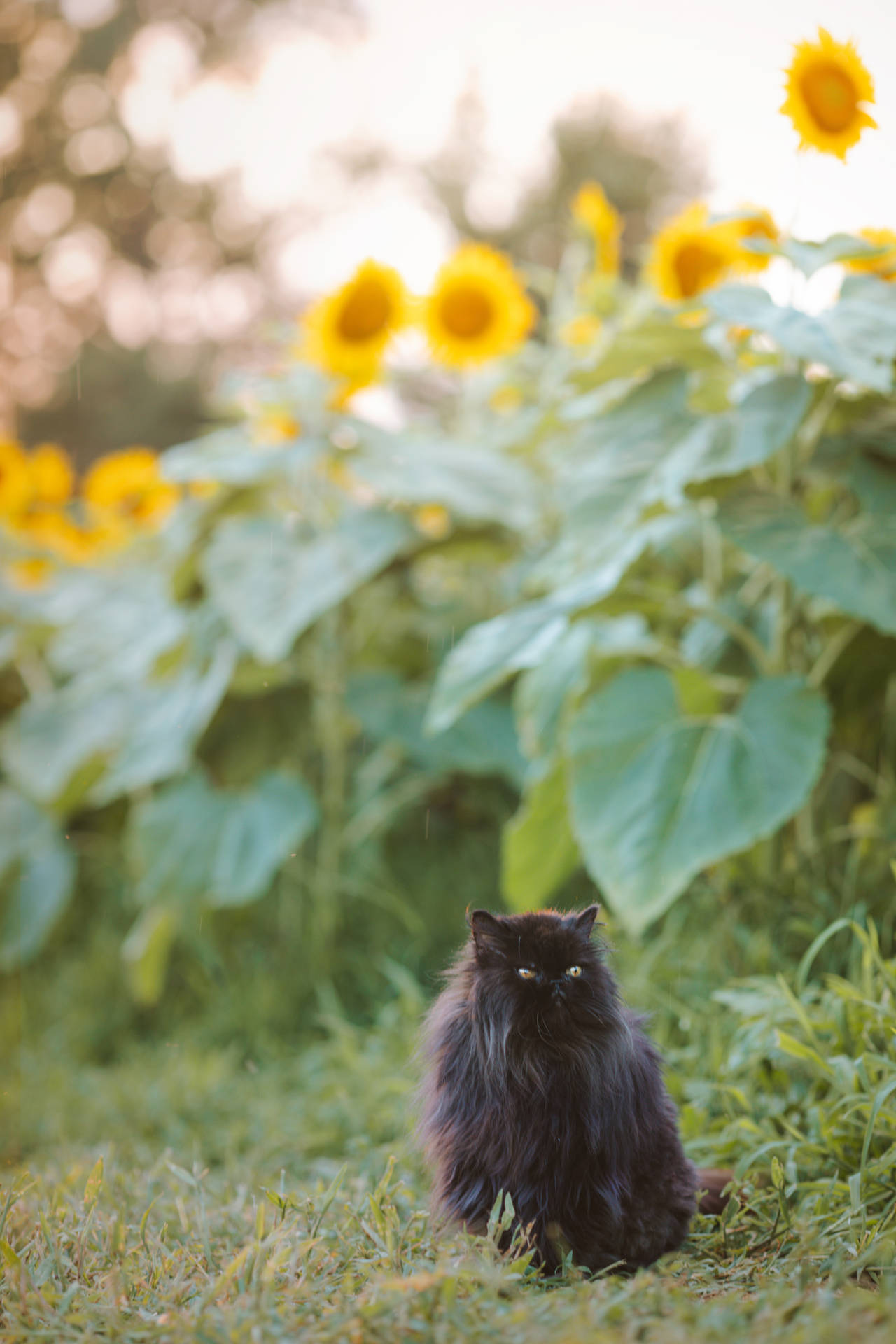 Aesthetic Cat Wallpaper