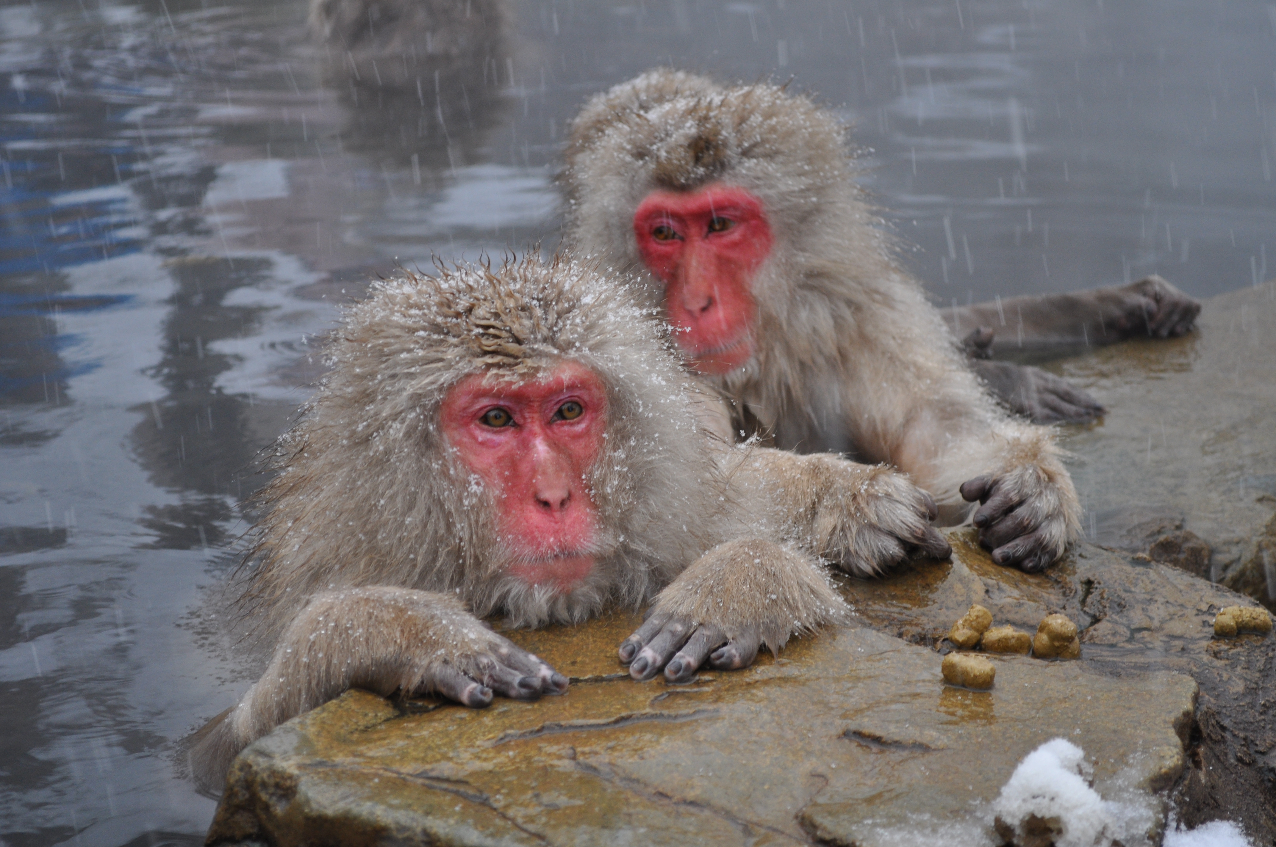 Japanese Snow Monkeys Macaque Nagano Japan 4k Ultra