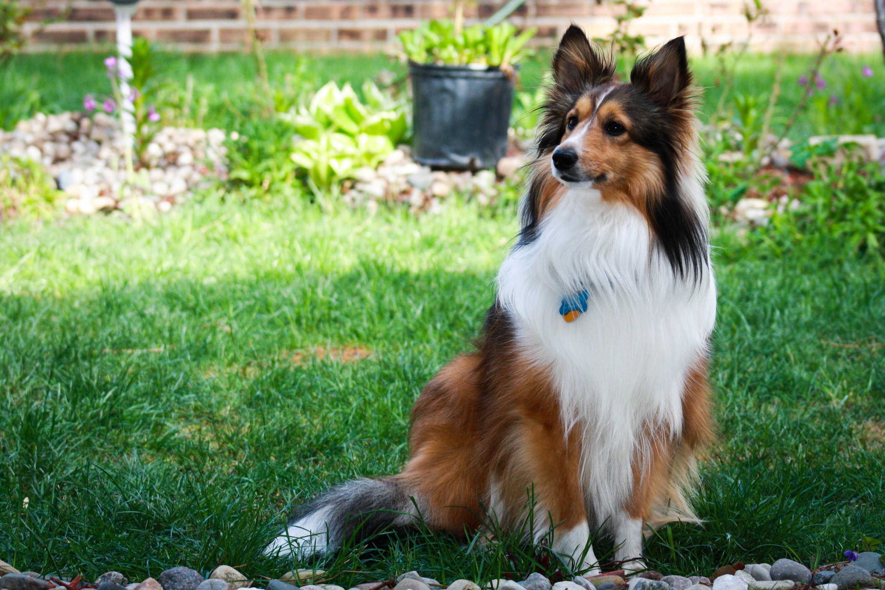 Sheltie Breed Dog Is Sitting In The Courtyard Wallpaper And Image