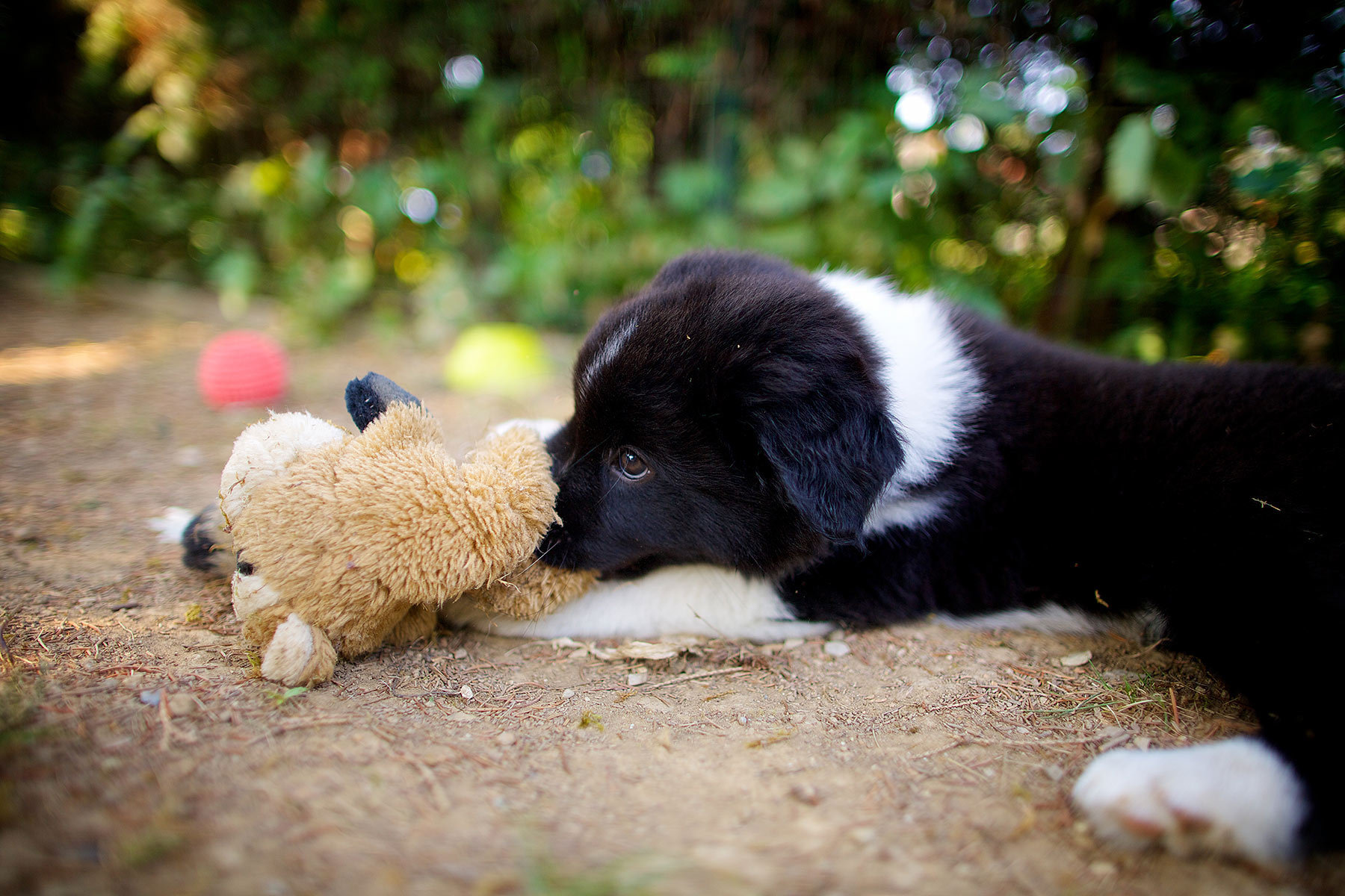 Border Collie Puppy Lying With Toy Desktop Wallpaper