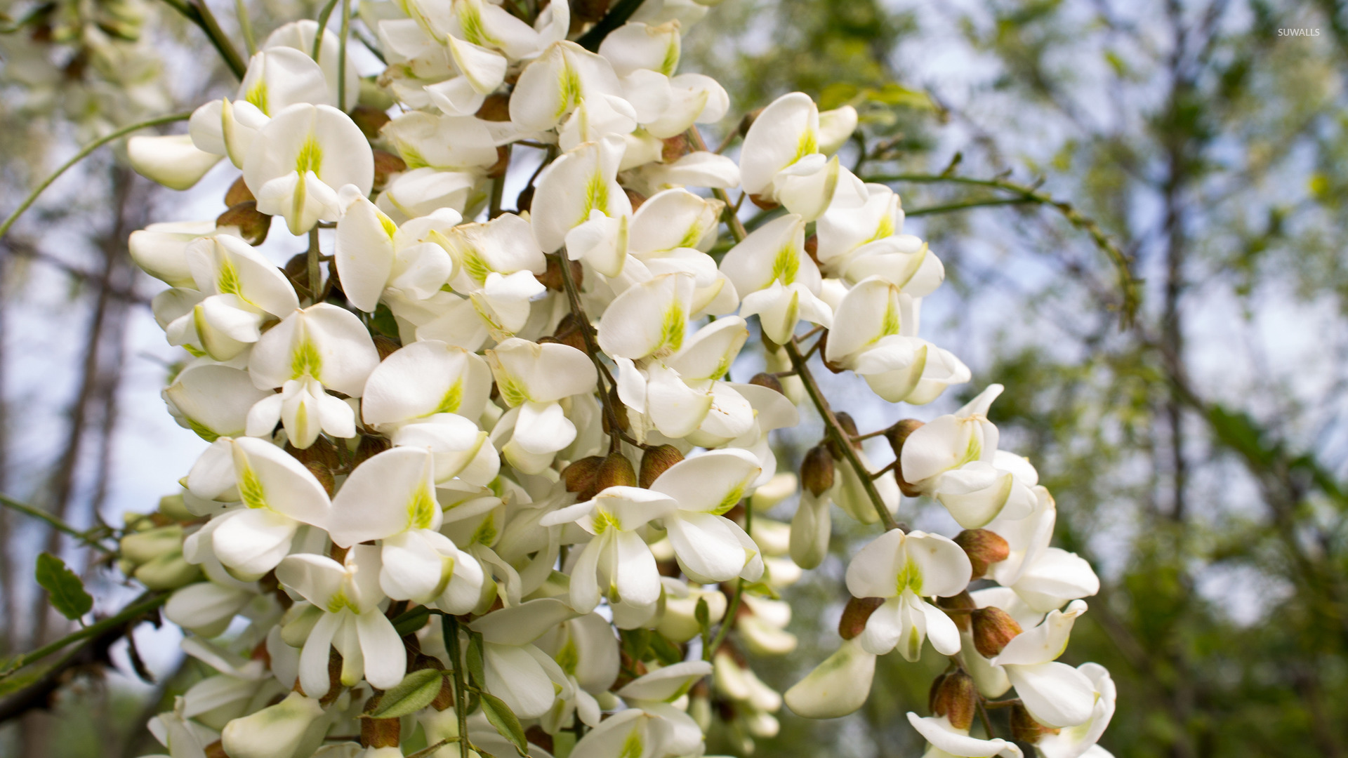 Black Locust Blossoms Wallpaper