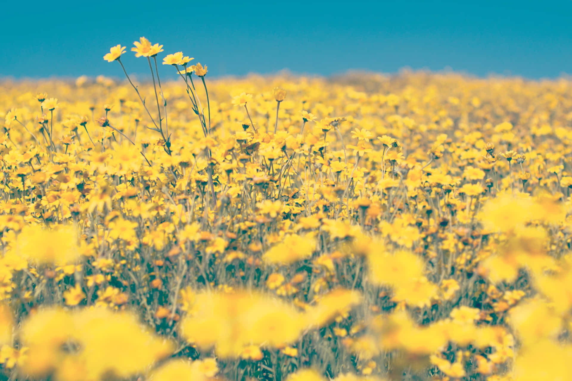 Wildflowers Zx77kb726xr94gsk Wallpaper