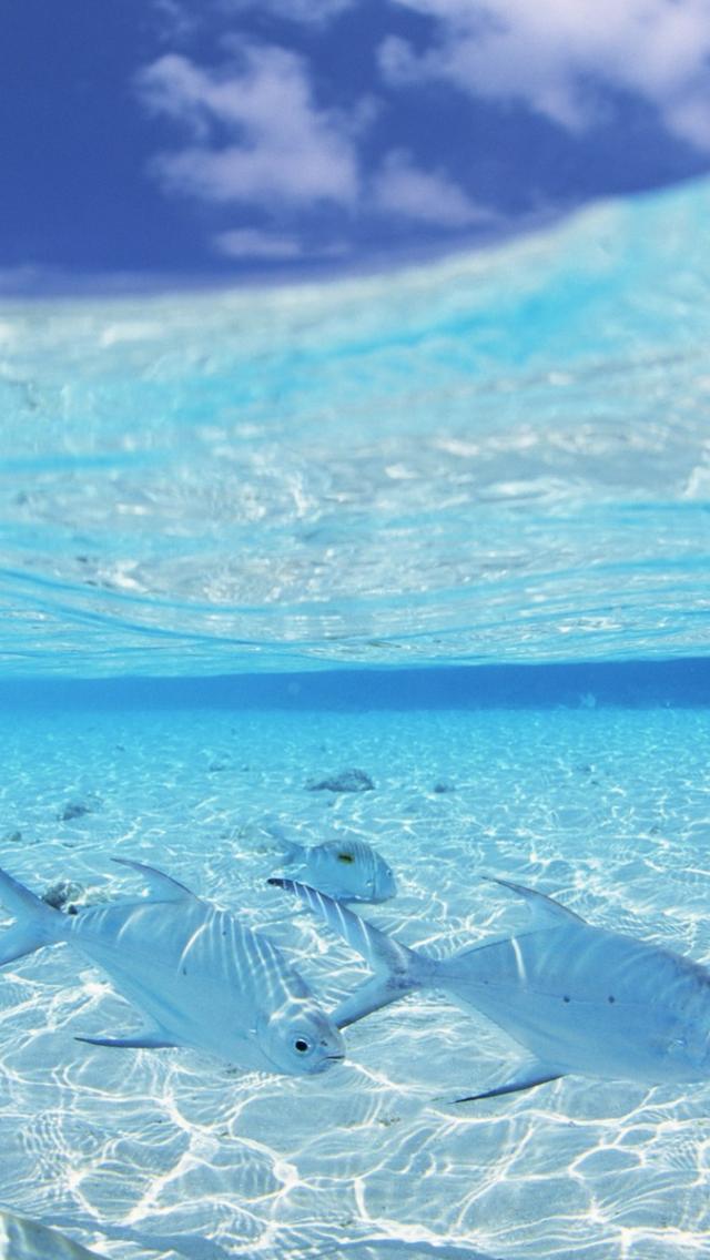 iPhone Wallpaper In The Water