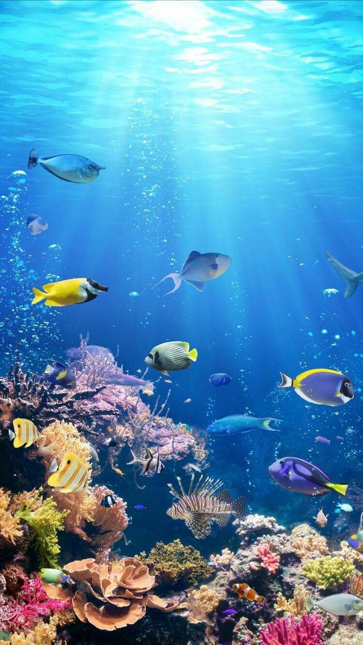 Smartphone HD Wallpaper Underwater Ocean